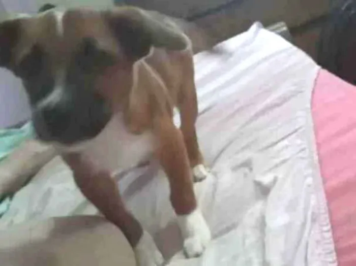 Cachorro ra a Mista idade 2 a 6 meses nome Óliver 