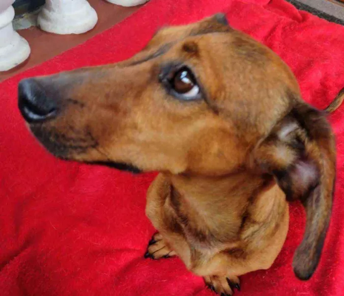Cachorro raça Dachschund mestiço  idade 3 anos nome Willy 