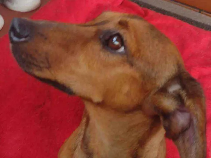Cachorro raça Dachschund mestiço  idade 3 anos nome Willy 