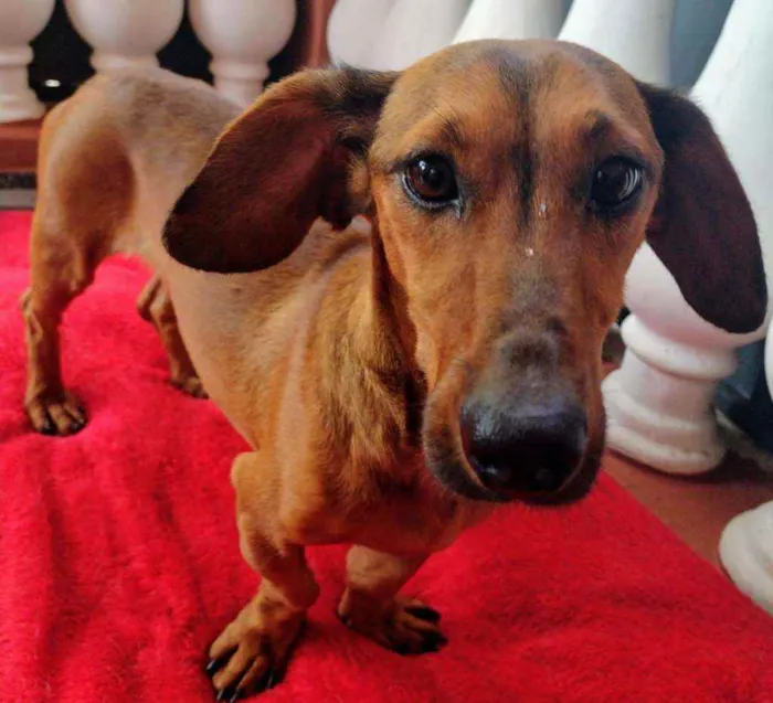 Cachorro raça Dachschund mestiço  idade 3 anos nome Willy 