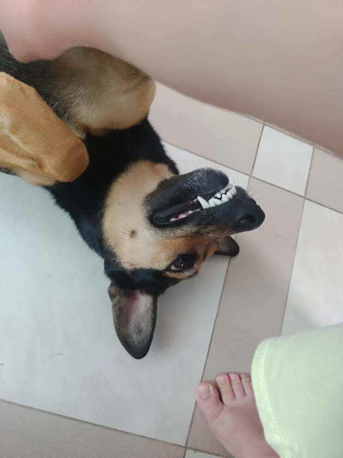 Cachorro ra a SRD idade 1 ano nome Lara