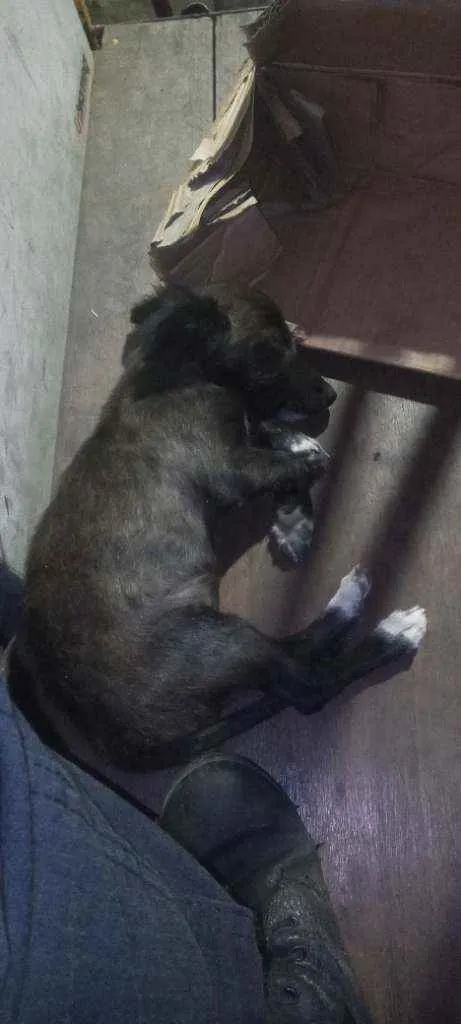 Cachorro ra a Sem definição idade Abaixo de 2 meses nome Pretinha