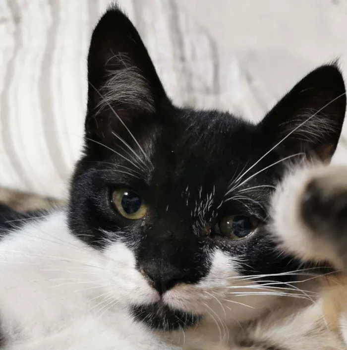 Gato raça Sem Raça Definida idade 2 a 6 meses nome TECO (Castrado)