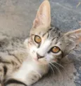 Gato raça Sem Raça Definida idade 2 a 6 meses nome TIGRESA (castrada)