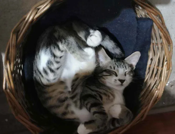 Gato raça Sem Raça Definida idade 2 a 6 meses nome TIGRESA (castrada)