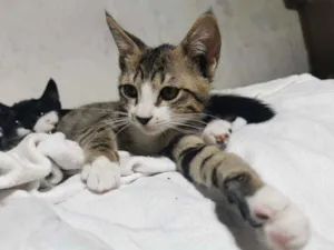 Gato raça Sem Raça Definida idade 2 a 6 meses nome TIGRESA (castrada)