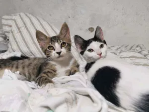 Gato raça Sem Raça Definida idade 2 a 6 meses nome MEL (castrada)