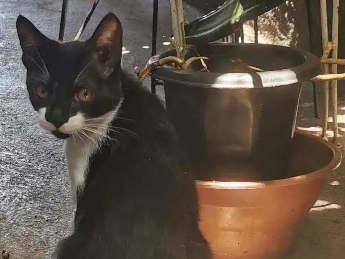 Gato raça Sem Raça Definida idade 2 a 6 meses nome TECO (Castrado)