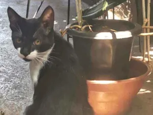 Gato raça Sem Raça Definida idade 2 a 6 meses nome TECO (Castrado)