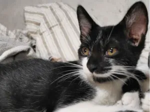 Gato raça Sem Raça Definida idade 2 a 6 meses nome TICO (Castrado)