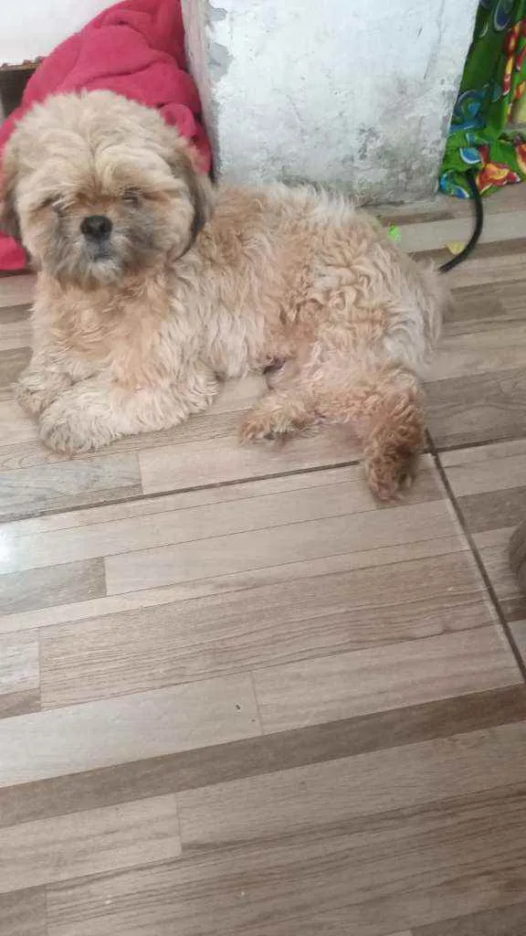 Cachorro ra a  idade 1 ano nome Tico