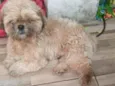 Tico
