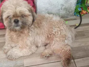 Cachorro raça  idade 1 ano nome Tico