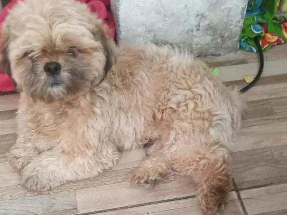 Cachorro ra a  idade 1 ano nome Tico