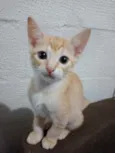 Gato