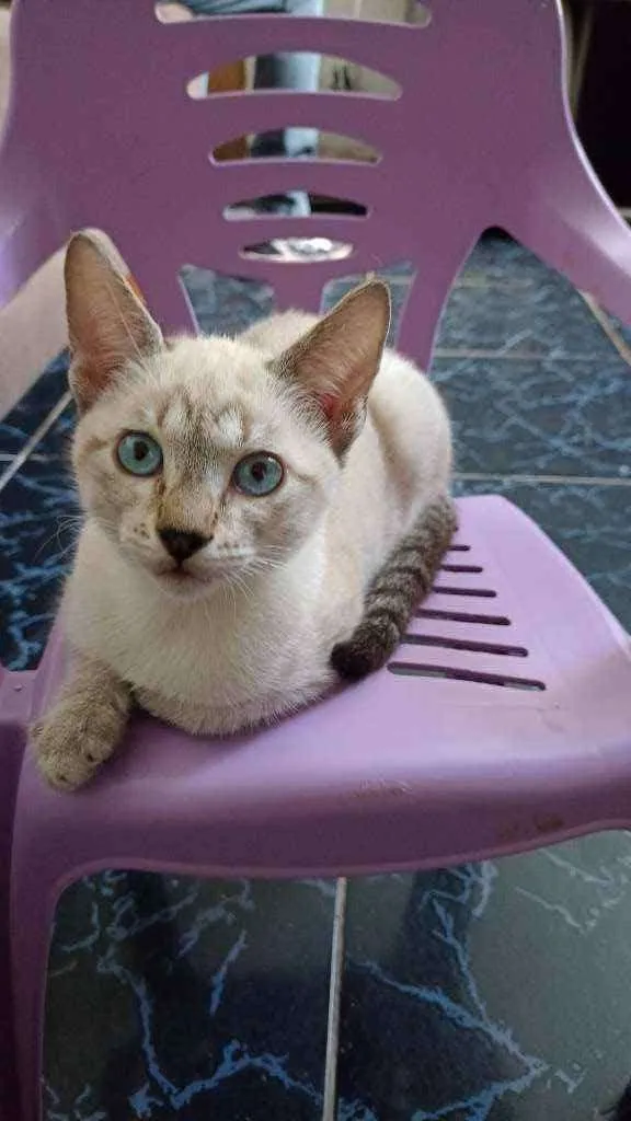 Gato raça Gato idade 2 a 6 meses nome Branquinho