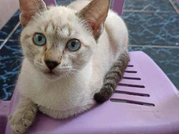 Gato raça Gato idade 2 a 6 meses nome Branquinho