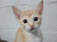 Gato