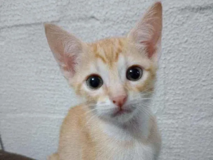 Gato ra a Gato idade 2 anos nome Gato