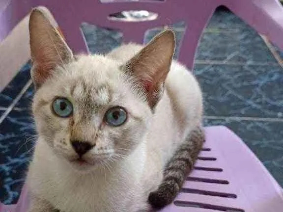 Gato raça Gato idade 2 a 6 meses nome Branquinho