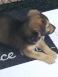 Teco