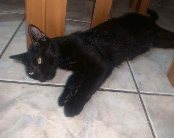 Gato ra a  idade 2 a 6 meses nome Gatos