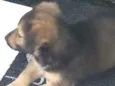 Teco