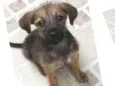 Cachorro raça SRD idade 2 a 6 meses nome Cocada