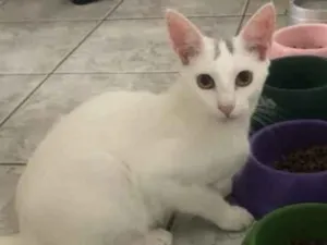 Gato raça Srd idade 2 a 6 meses nome K i n e  e Lis 