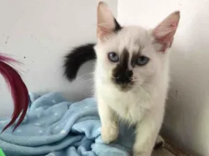 Gato raça Srd idade 2 a 6 meses nome Rael