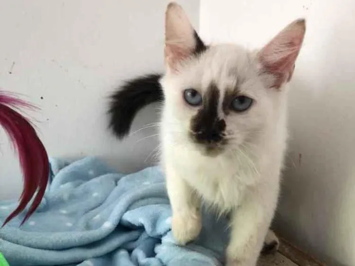 Gato raça Srd idade 2 a 6 meses nome Rael