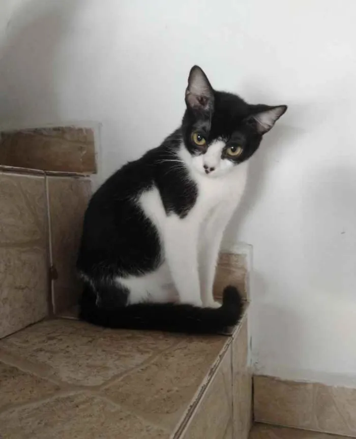 Gato raça Srd idade  nome Aisha