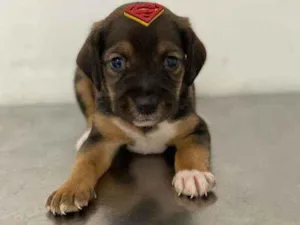 Cachorro raça SRD idade Abaixo de 2 meses nome 3 Bebezinhoa
