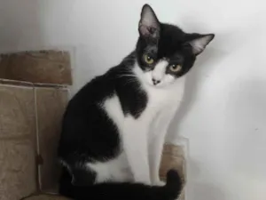 Gato raça Srd idade  nome Aisha
