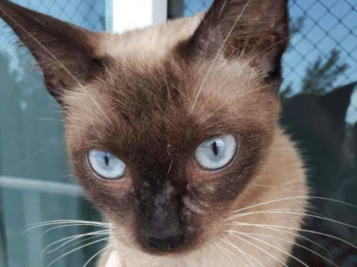 Gato ra a Siamesa idade 1 ano nome Nina