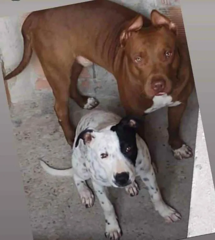 Cachorro ra a Pitbull  idade 1 ano nome Bradock e branca