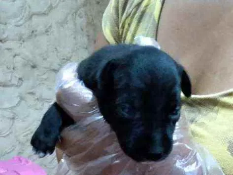 Cachorro ra a Vira Lata- SRD idade Abaixo de 2 meses nome Sem nome