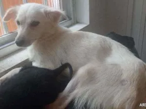 Cachorro raça SRD idade 2 anos nome Morreine. 