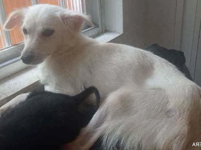 Cachorro raça SRD idade 2 anos nome Morreine. 