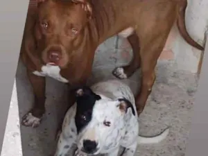 Cachorro raça Pitbull  idade 1 ano nome Bradock e branca