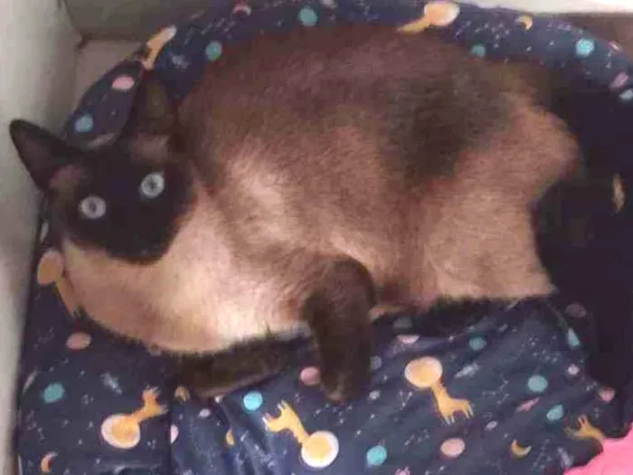 Gato ra a Siamês idade 2 anos nome Tininha