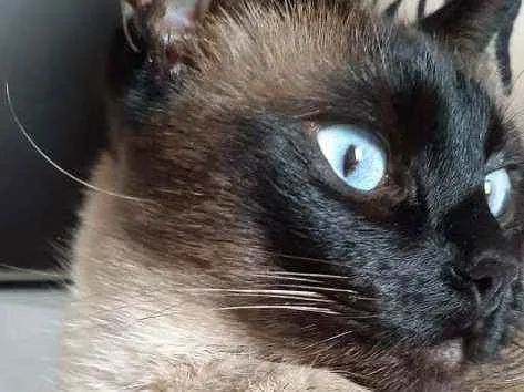 Gato ra a Siamês idade 2 anos nome Tininha
