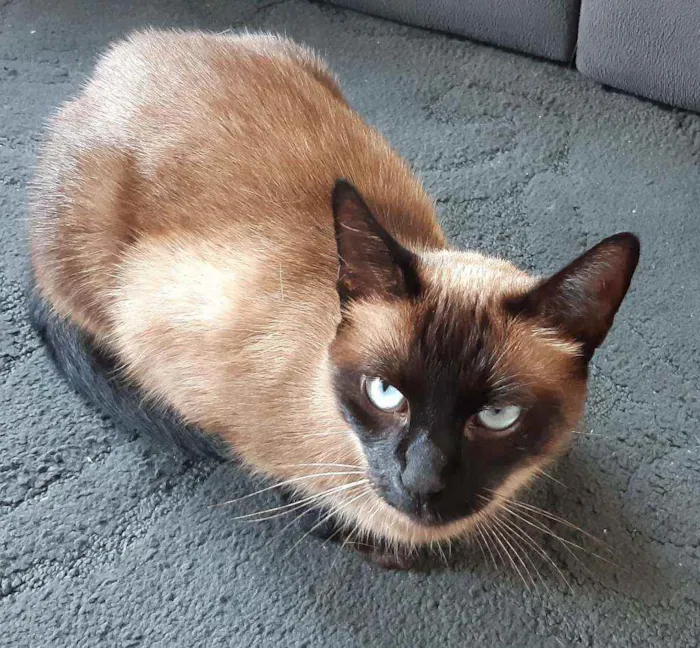 Gato ra a Siamês idade 2 anos nome Tininha