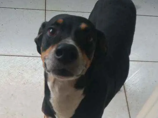 Cachorro ra a Vira lata idade 6 ou mais anos nome Tó