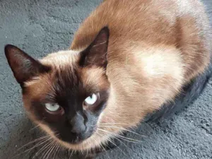 Gato raça Siamês idade 2 anos nome Tininha