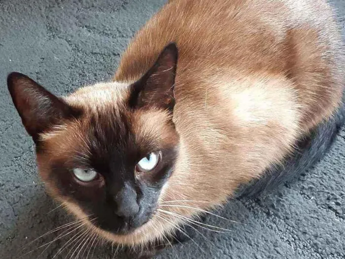 Gato ra a Siamês idade 2 anos nome Tininha