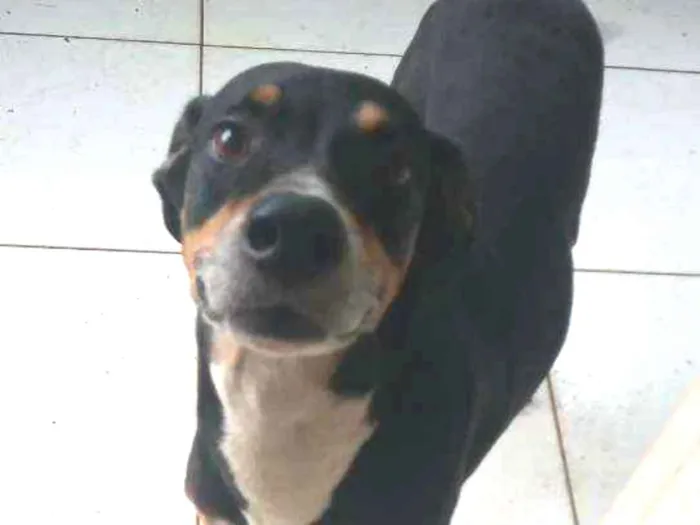 Cachorro ra a Vira lata idade 6 ou mais anos nome Tó