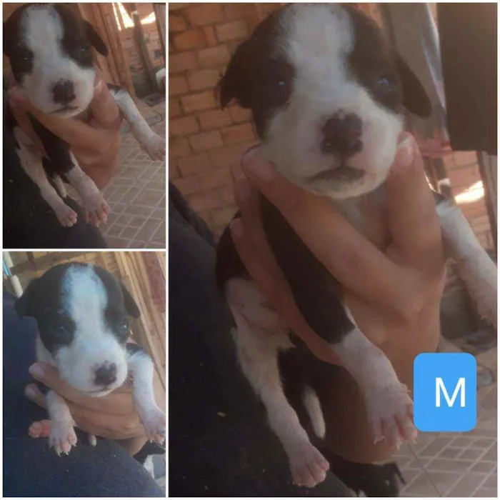 Cachorro ra a Pitbull com vira lata  idade Abaixo de 2 meses nome Sem nomes 