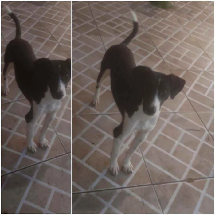 Cachorro ra a Pitbull com vira lata  idade Abaixo de 2 meses nome Sem nomes 