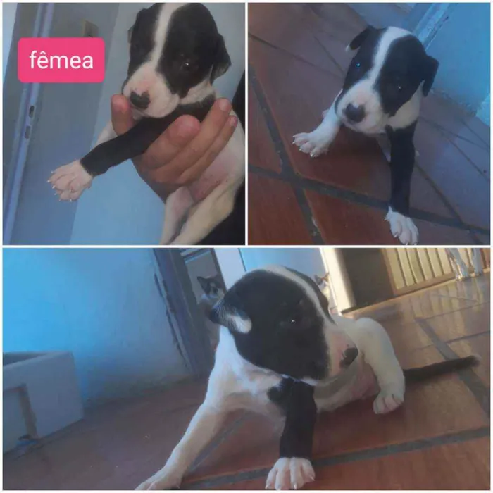 Cachorro ra a Pitbull com vira lata  idade Abaixo de 2 meses nome Sem nomes 